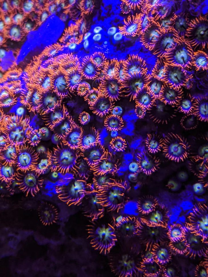 photos to double take - coral reef