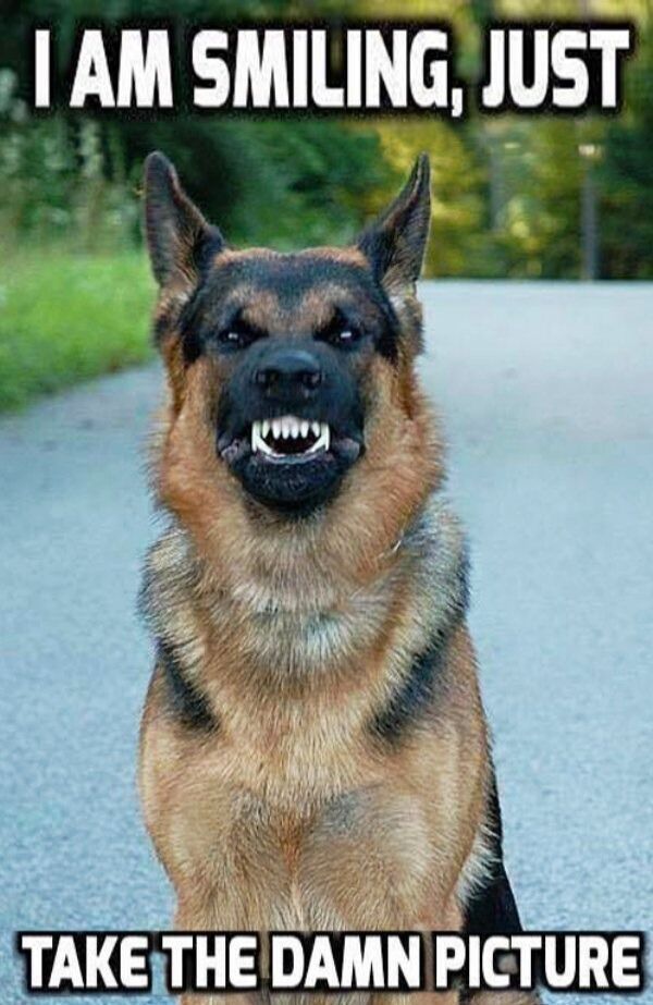 unlucky people - funny fails - funny german shepherd memes - I Am Smiling, Just Take The Damn Picture
