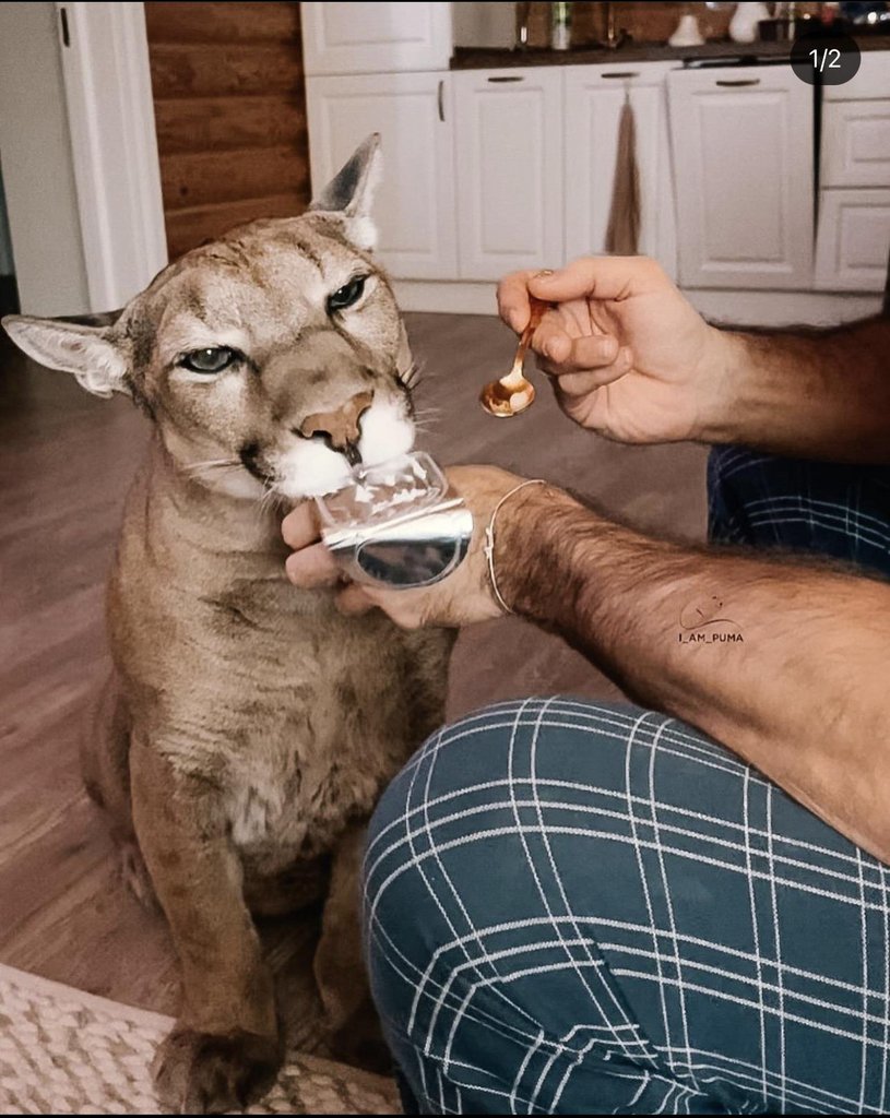 Rescued puma who can’t be released to wild is a house cat now