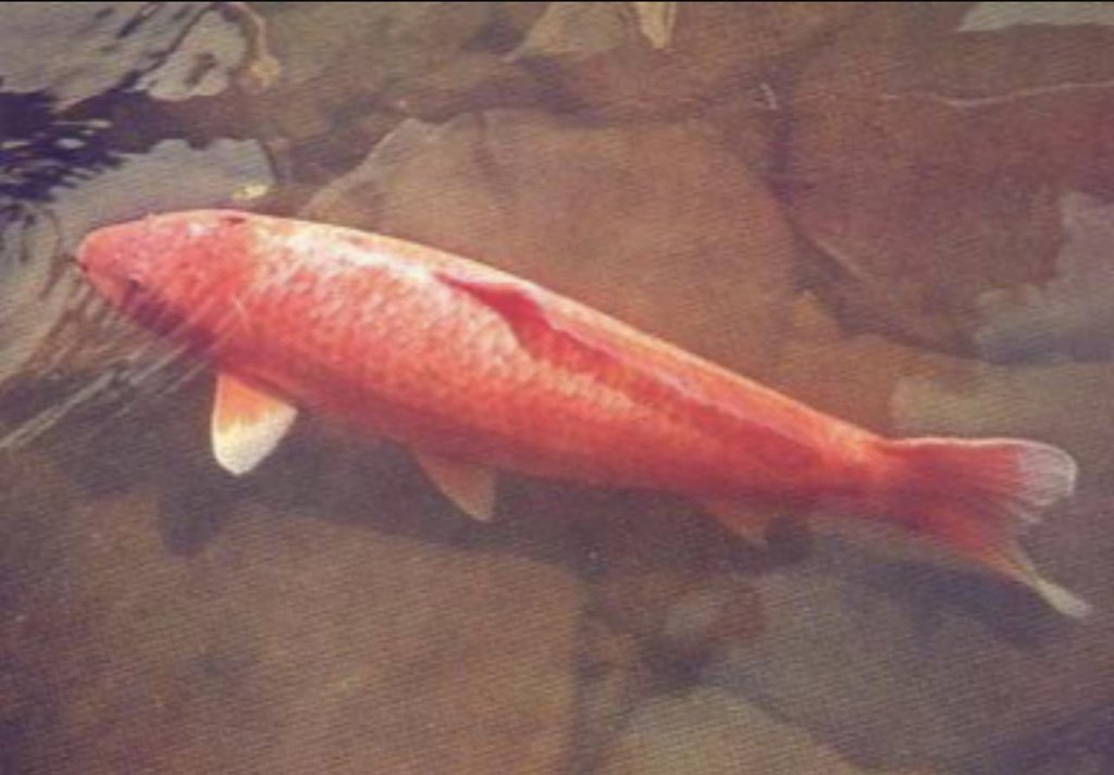 Born in Japan, 1751 and died in July 7, 1977 at a grand old age of 226, koi Hanako was the oldest koi fish ever recorded