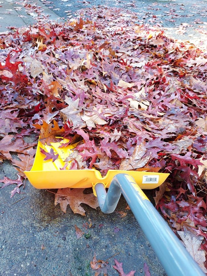 If the leaves are soaked, use a snow shovel instead of a rake.
