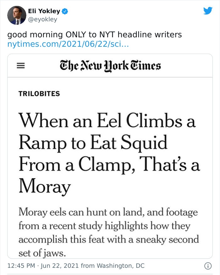 bizarre headlines - new york times - Eli Yokley good morning Only to Nyt headline writers nytimes.comsci... E The New York Times Trilobites When an Eel Climbs a Ramp to Eat Squid From a Clamp, That's a Moray Moray eels can hunt on land, and footage from a