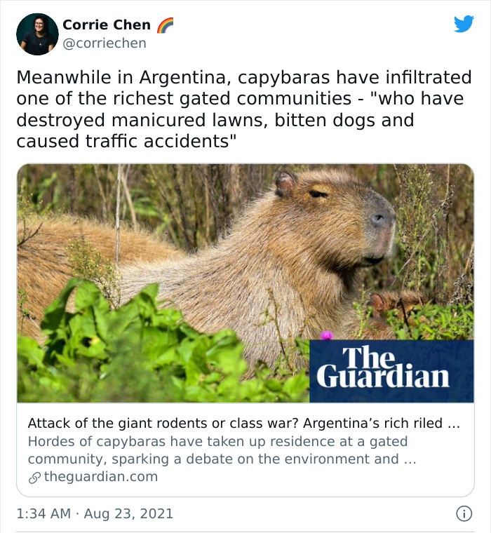 bizarre headlines - capybara meme - Corrie Chen Meanwhile in Argentina, capybaras have infiltrated one of the richest gated communities "who have destroyed manicured lawns, bitten dogs and caused traffic accidents" The, Guardian Attack of the giant rodent