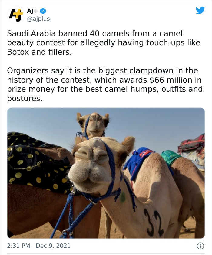 bizarre headlines - saudi arabia camel beauty contest - I A; Aj Saudi Arabia banned 40 camels from a camel beauty contest for allegedly having touchups Botox and fillers. . Organizers say it is the biggest clampdown in the history of the contest, which aw