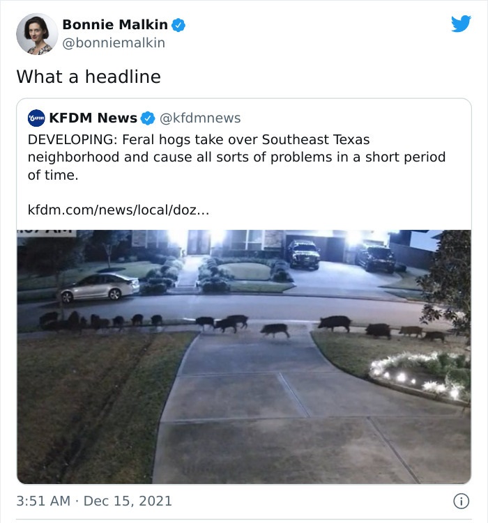 bizarre headlines - Feral pig - Bonnie Malkin What a headline Kfdm News Developing Feral hogs take over Southeast Texas neighborhood and cause all sorts of problems in a short period of time. kfdm.comnewslocaldoz... 08 i