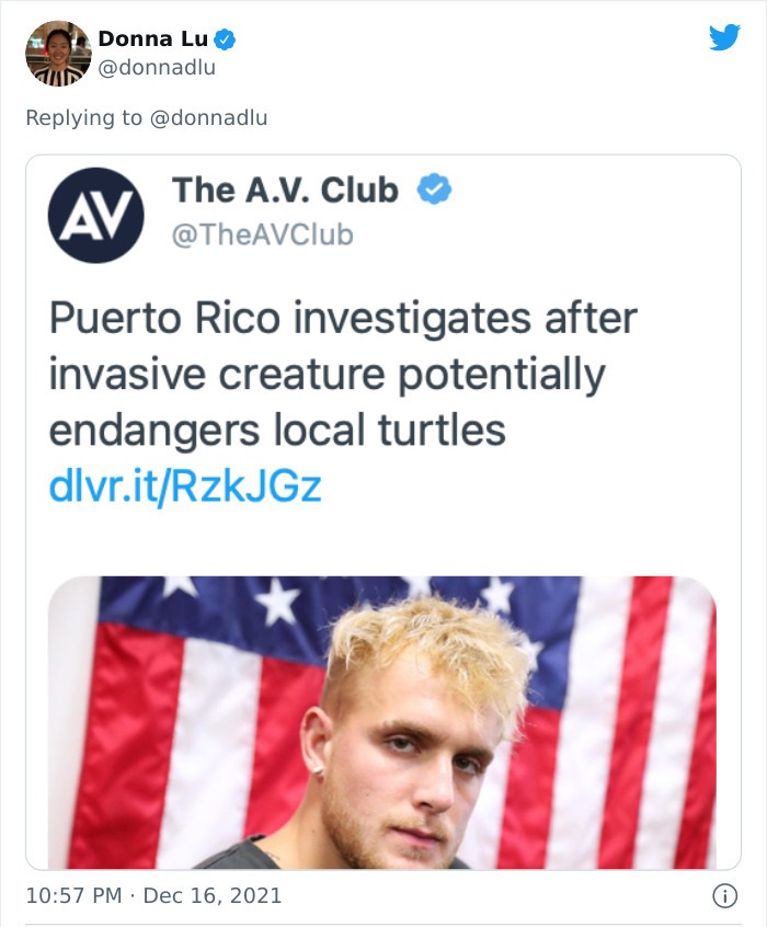 bizarre headlines - media - Donna Lu Av The A.V. Club Puerto Rico investigates after invasive creature potentially endangers local turtles dlvr.itRzkJGz 0