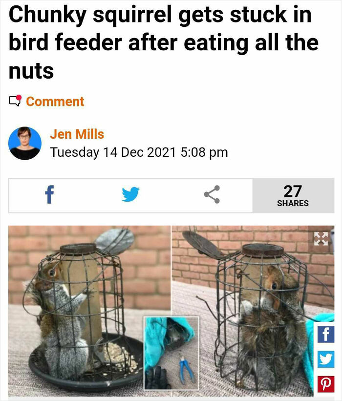 bizarre headlines - pet - Chunky squirrel gets stuck in bird feeder after eating all the nuts Comment Jen Mills Tuesday f 27 f P