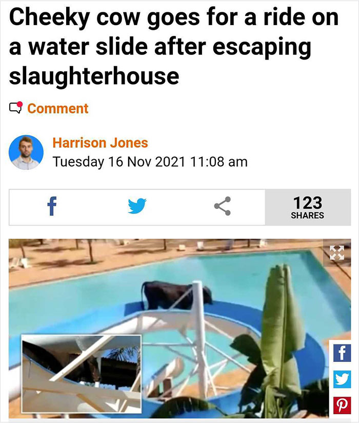 bizarre headlines - cow in water park brazil - Cheeky cow goes for a ride on a water slide after escaping slaughterhouse Comment Harrison Jones Tuesday f 123 f