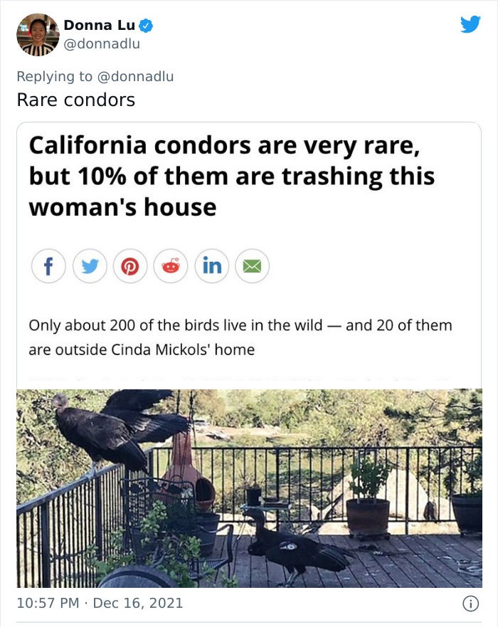 bizarre headlines - california condor tehachapi - Donna Lu Rare condors California condors are very rare, but 10% of them are trashing this woman's house f in Only about 200 of the birds live in the wild and 20 of them are outside Cinda Mickols' home ' i