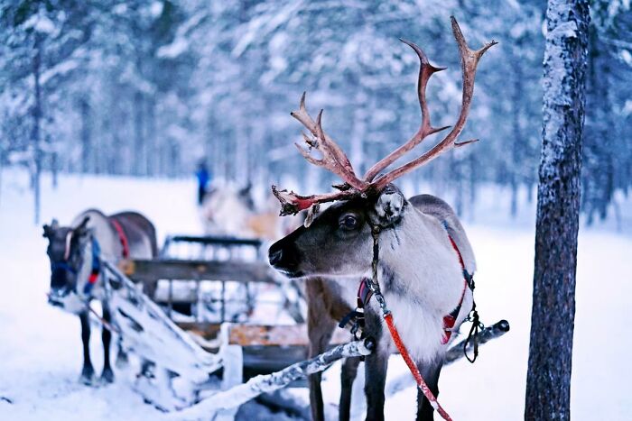 fun facts - sound fake - christmas reindeer