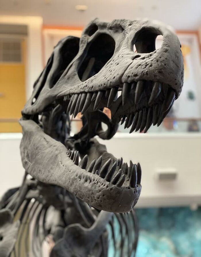 fun facts - sound fake - dinosaur fosils