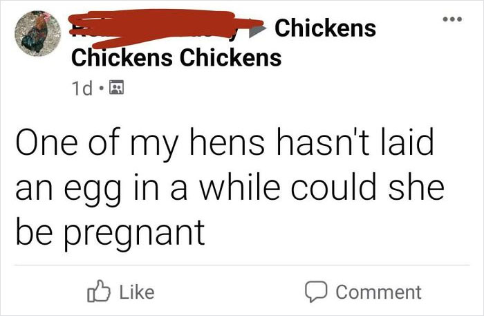 dump people and jokes - angle - Chickens Chickens Chickens 1d. One of my hens hasn't laid an egg in a while could she be pregnant 0 Comment