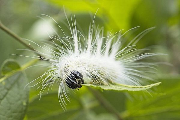 weird things  - caterpillar