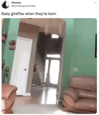 best tweets 2021 -were stairs invented meme - Shadow Dont Respond Tolle Baby giraffes when they're born