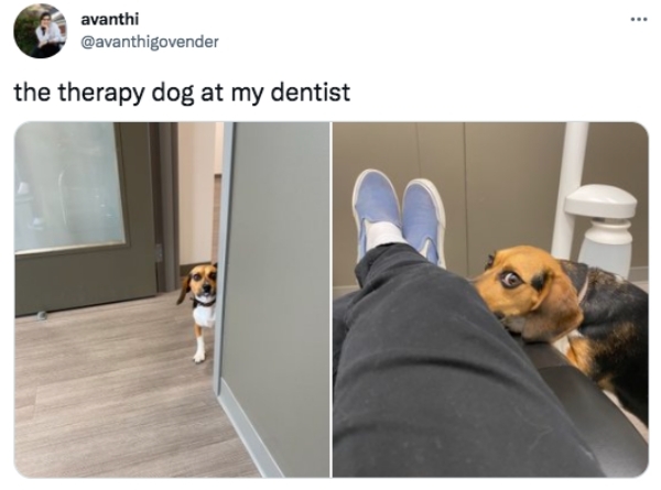 best tweets 2021 -dentist therapy dog meme - ... avanthi the therapy dog at my dentist