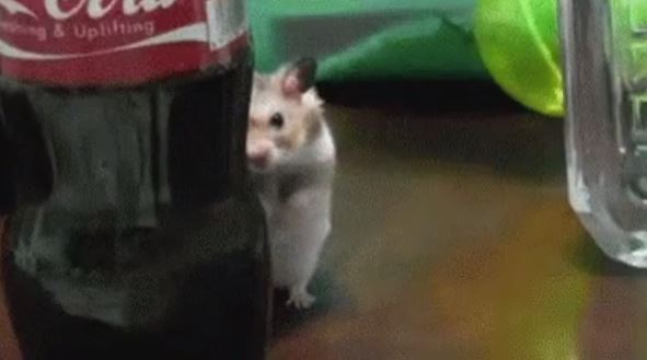 freaky facts  - stalking hamster gif - 8 Uplifting