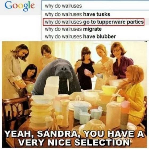 stupid funny things - do walruses go to tupperware parties - Google why do walruses why do walruses have tusks why do walruses go to tupperware parties why do walruses migrate why do walruses have blubber 0 Yeah, Sandra, You Have A Very Nice Selection