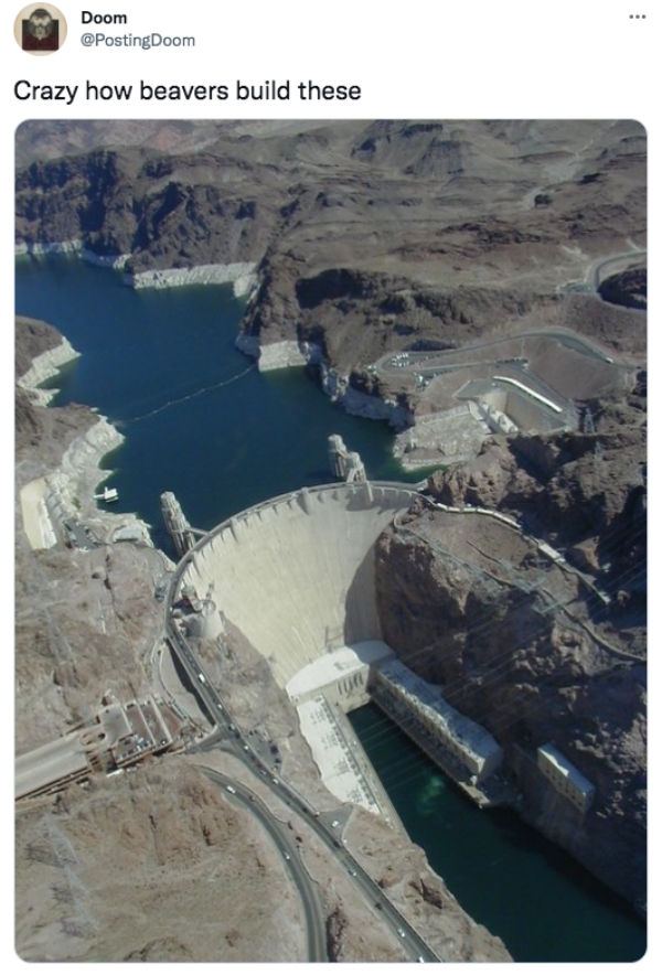 stupid funny things - hoover dam - ... Doom Crazy how beavers build these Turi