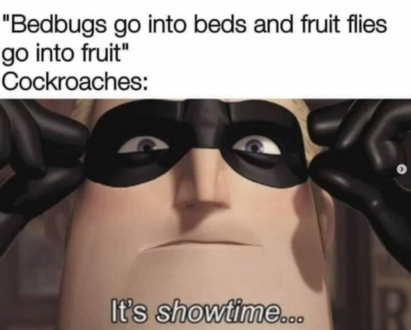 stupid funny things - quiet kid memes - "Bedbugs go into beds and fruit flies go into fruit" Cockroaches It's showtime...