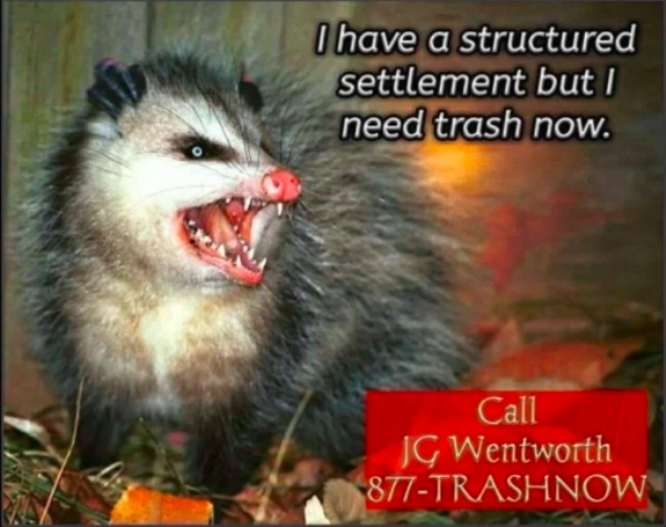 stupid funny things - possum need trash now - I have a structured settlement but I need trash now. Call Jg Wentworth 877Trashnow