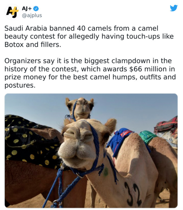wtf news headlines - camel beauty contest saudi arabia - Aj Aj Saudi Arabia banned 40 camels from a camel beauty contest for allegedly having touchups Botox and fillers. Organizers say it is the biggest clampdown in the history of the contest, which award