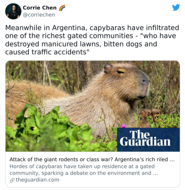 wtf news headlines - capybara memes - . re Corrie Chen Meanwhile in Argentina, capybaras have infiltrated one of the richest gated communities "who have destroyed manicured lawns, bitten dogs and caused traffic accidents" The, Guardian Attack of the giant