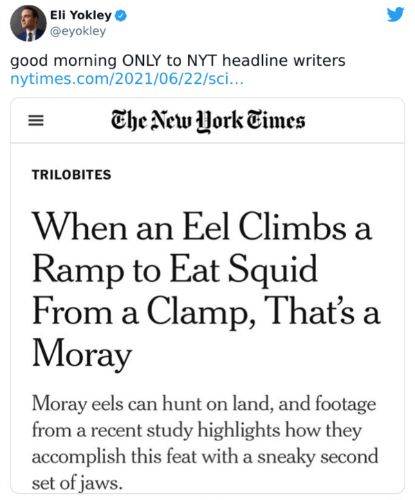 wtf news headlines - paper - Eli Yokley good morning Only to Nyt headline writers nytimes.comsci... The New York Times Trilobites When an Eel Climbs a Ramp to Eat Squid From a Clamp, That's a a Moray Moray eels can hunt on land, and footage from a recent 