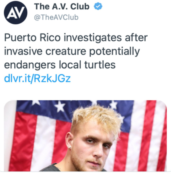 wtf news headlines - awkward turtle - Av The A.V. Club Puerto Rico investigates after invasive creature potentially endangers local turtles dlvr.itRzKJGZ