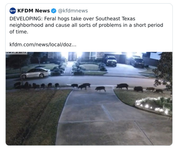 wtf news headlines - Feral pig - Kfdm News Developing Feral hogs take over Southeast Texas neighborhood and cause all sorts of problems in a short period of time. kfdm.comnewslocaldoz...