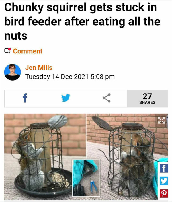 wtf news headlines - plastic - Chunky squirrel gets stuck in bird feeder after eating all the nuts Comment Jen Mills Tuesday f 27 f P