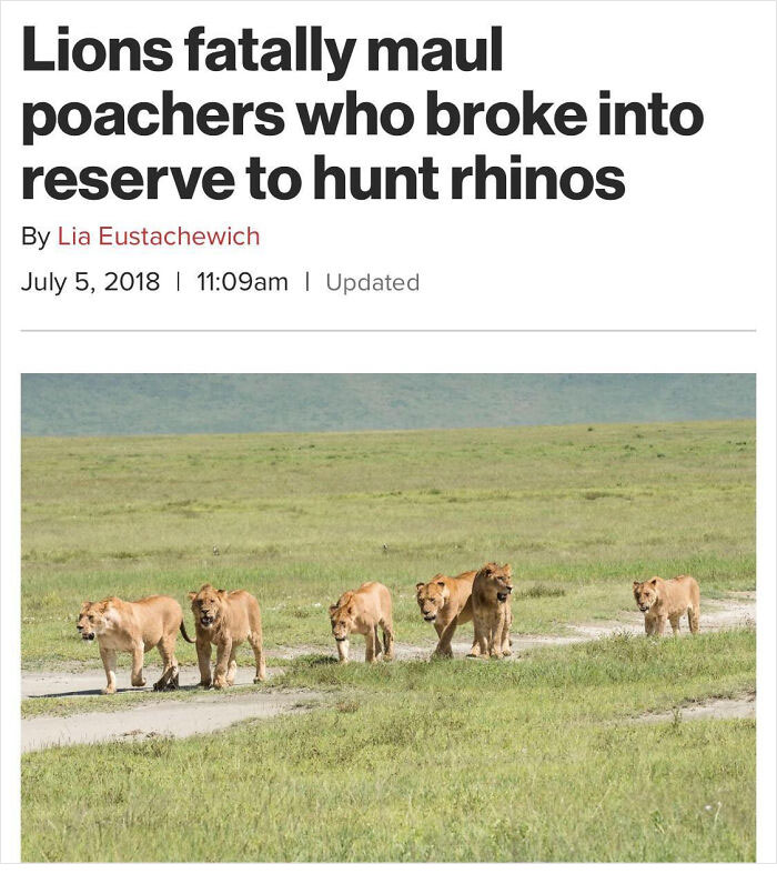 times justice was served  - Lions fatally maul poachers who broke into reserve to hunt rhinos By Lia Eustachewich | am | Updated