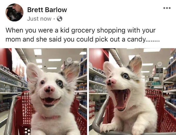 dog in target - Brett Barlow Just now When you were a kid grocery shopping with your mom and she said you could pick out a candy........