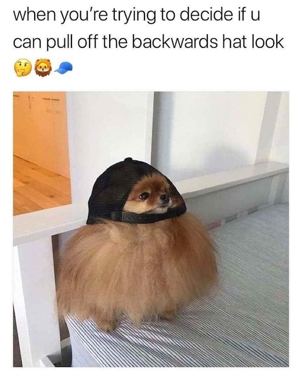 dog with backwards hat meme - when you're trying to decide if u can pull off the backwards hat look