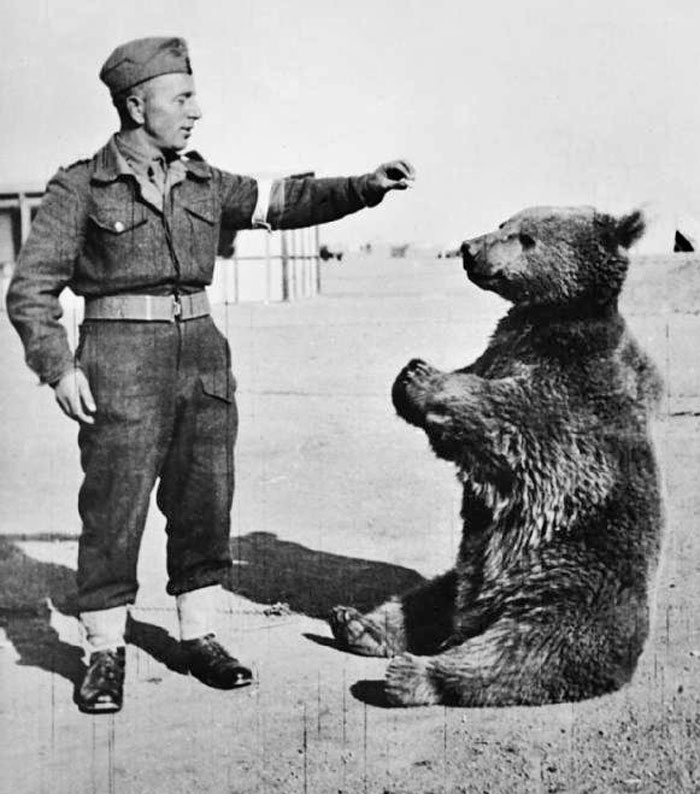 strange facts from history  - wojtek the bear