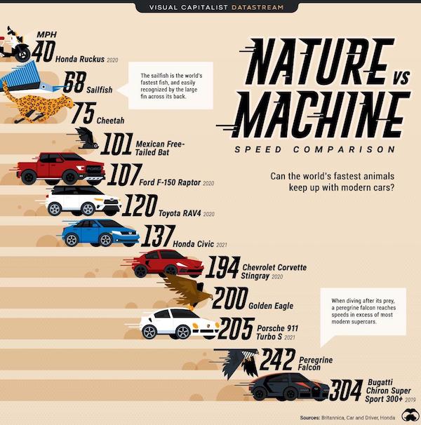 educational charts - poster - Visual Capitalist Datastream Mph Honda Ruckus 2020 $400 58 Vs Sailfish The sailfish is the world's fastest fish, and easily recognized by the large fin across its back Nature Machine 75 Cheetah Tailed Bat Speed Comparison Can