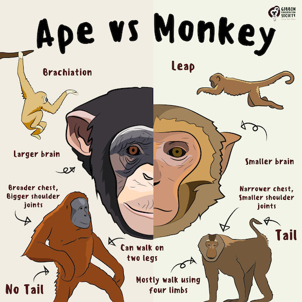 educational charts - found - G166ON Moto Society Ape vs Monkey leap Brachiation Larger brain Smaller brain Broader chest, Bigger shoulder joints Narrower chest, Smaller shoulder joints Tail Can walk on two legs No Tail Mostly walk using four limbs