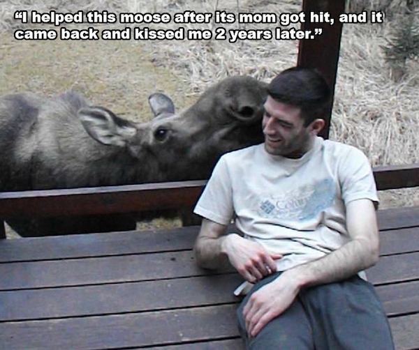 photo caption - "I helped this moose after its mom got hit, and it came back and kissed me 2 years later." C