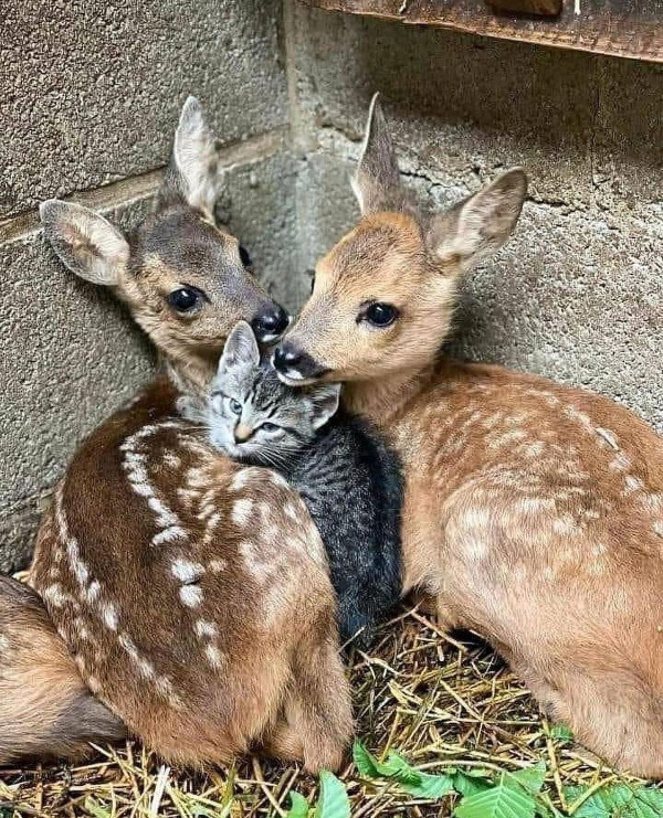 baby deer with kitten
