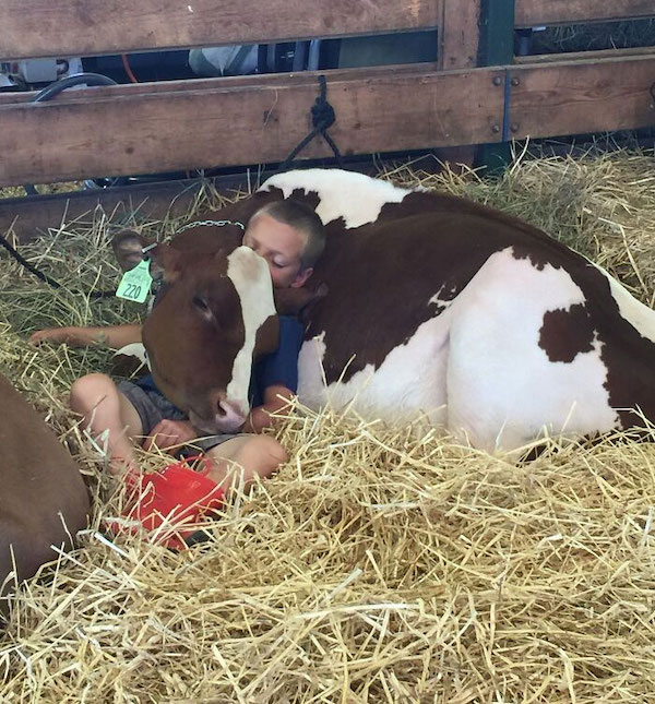 napping with cow - 220
