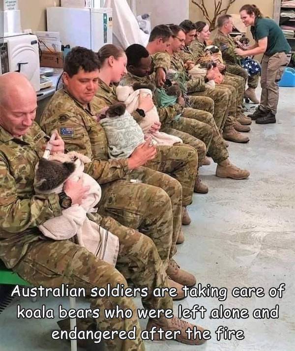 army - Australian soldiers are taking care of koala bears who were left alone and endangered after the fire