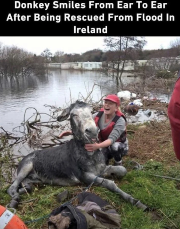 donkey flood - Donkey Smiles From Ear To Ear After Being Rescued From Flood In Ireland