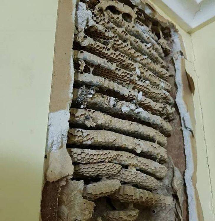 "Multiple wasp nests merged into one."