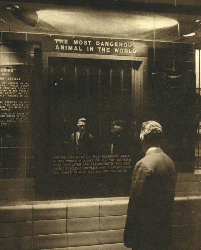 In 1963, the Bronx Zoo created an exhibit called “The Most Dangerous Animal In The World”, in which a mirror was used to show people their reflection, and also added bars to represent a cage. [600×800]