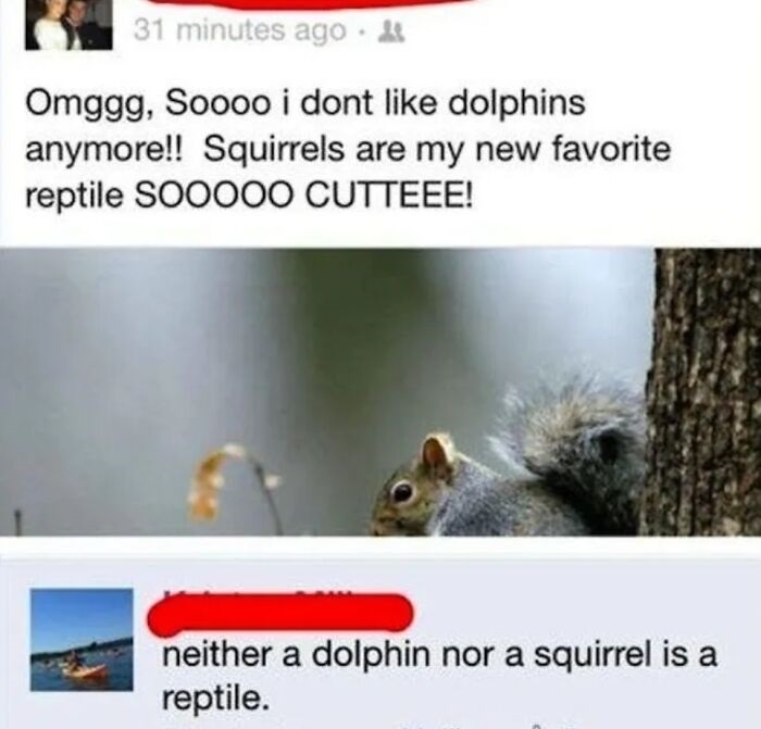 stupid people - eastern gray squirrel - 31 minutes ago. Omggg, Soooo i dont dolphins anymore!! Squirrels are my new favorite reptile SOO000 Cutteee! neither a dolphin nor a squirrel is a reptile.