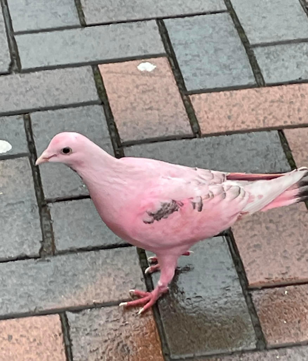 cool stuff and fascinating photos - pink pigeon