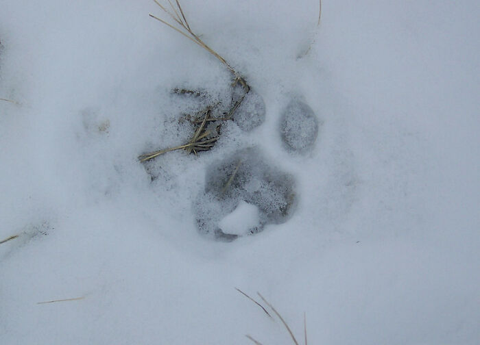 gut instincts - survivor stories - mountain lion tracks in snow