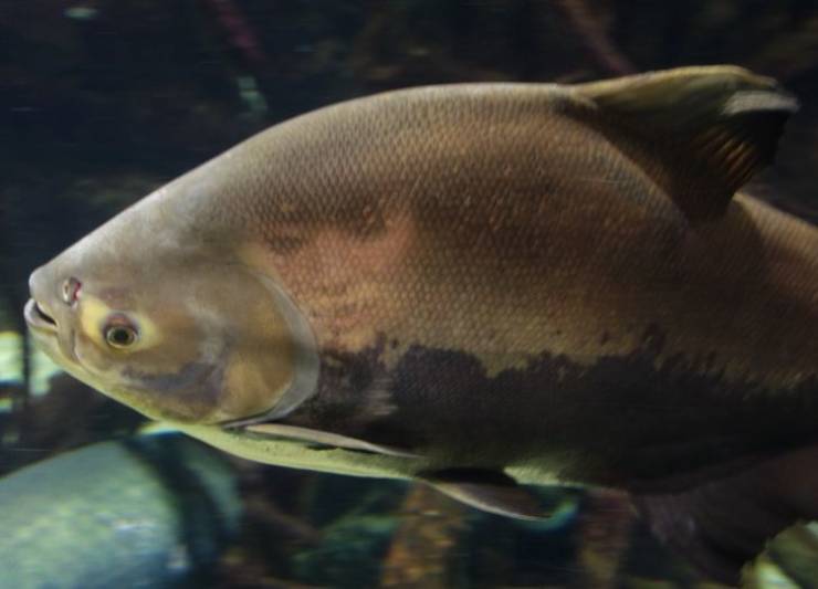 “A woman’s face was caught in the reflection of a fish at the aquarium.”