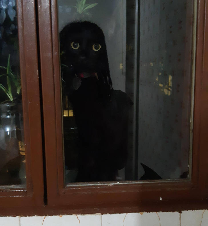 “I almost have a heart attack whenever I walk into the kitchen at night because of my shadows and this cat.”