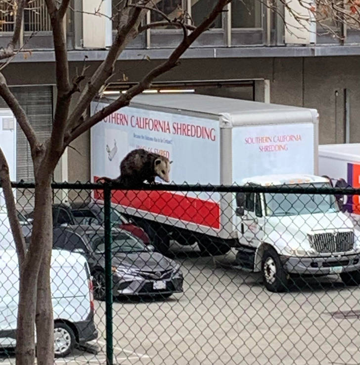 “The truck looks like it has a possum logo.”