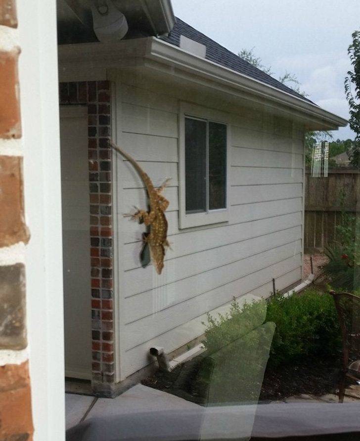 ’’I took a picture of a lizard on a window, and it looks like a massive killer lizard on the garage.’’